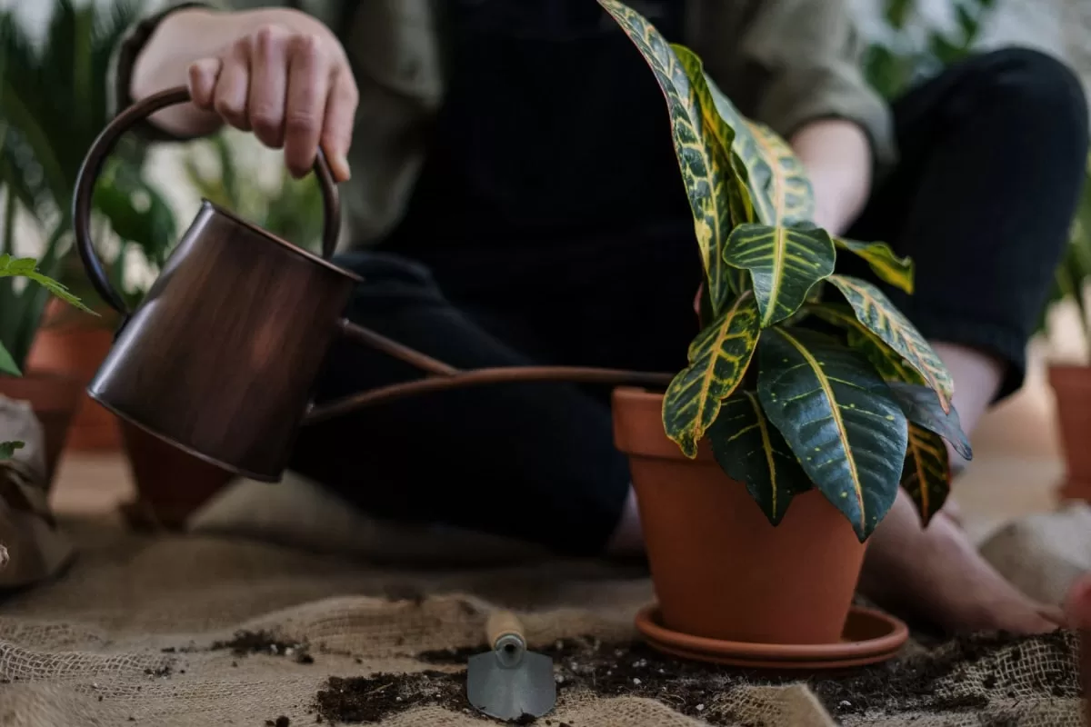 Persoană udând o plantă de apartament într-un ghiveci de teracotă cu o stropitoare metalică