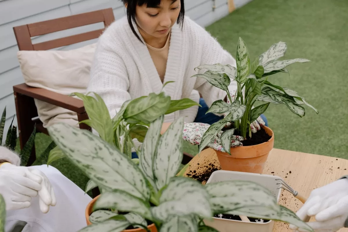 Persoană care replantează o plantă de interior într-un ghiveci de teracotă, pe o masă cu pământ și unelte de grădinărit.
