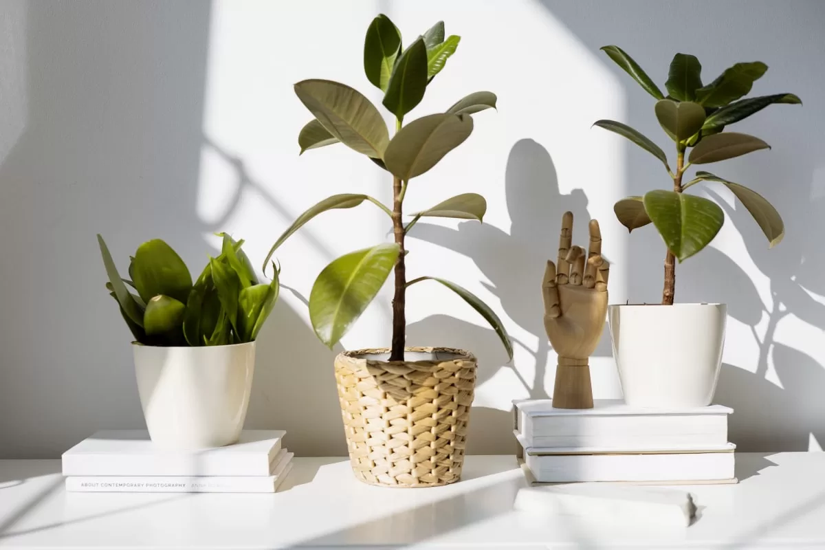 Plante de apartament în ghivece, așezate pe o masă albă lângă cărți și o mână din lemn, în lumină naturală.