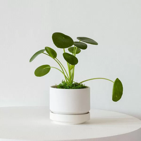 Pilea peperomioides (planta banilor chinezești) în ghiveci alb, pe o masă albă.