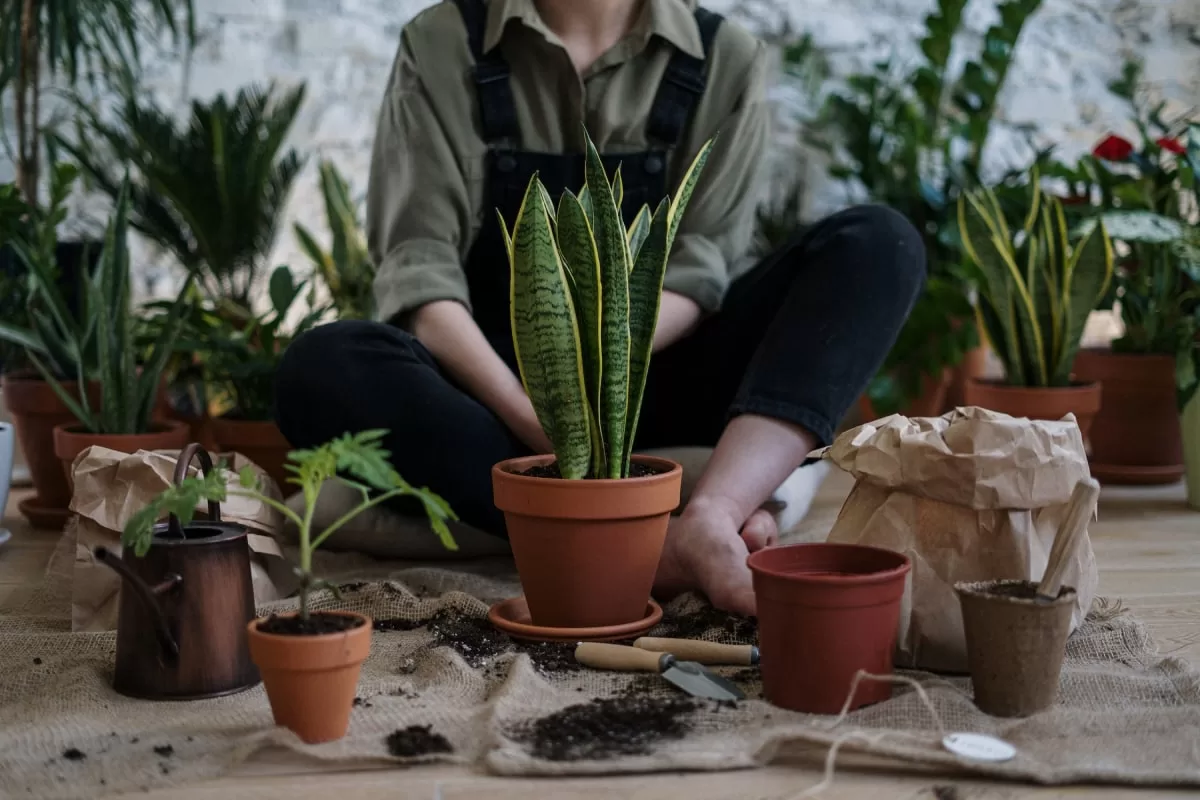 Persoană care replantează o sansevieria în ghiveci, cu pământ și unelte de grădinărit pe podea.