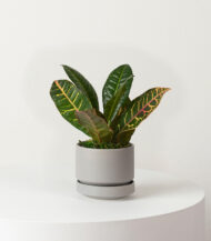 Golden Petra - imagine 3