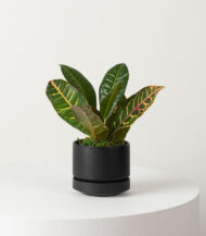 Golden Petra - imagine 4