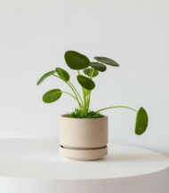 Pilea Peperomioides - imagine 2