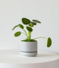 Pilea Peperomioides - imagine 3