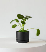 Pilea Peperomioides - imagine 4