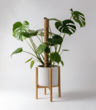 Golden Petra - imagine 5