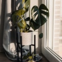 Plante decorative disponibile online