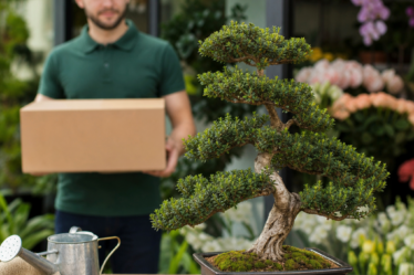 bonsai de vanzare bucuresti - De unde cumperi bonsai în București: tipuri, prețuri și livrare în siguranță - Florarie Online Bragadiru | Livrare Flori Bucuresti