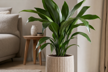 Aspidistre - Fotografie luminoasă, naturală, cu o Aspidistra în ghiveci decorativ, așezată într-un interior modern cu lumină indirectă; fundal simplu, elegant, potrivit pentru un a